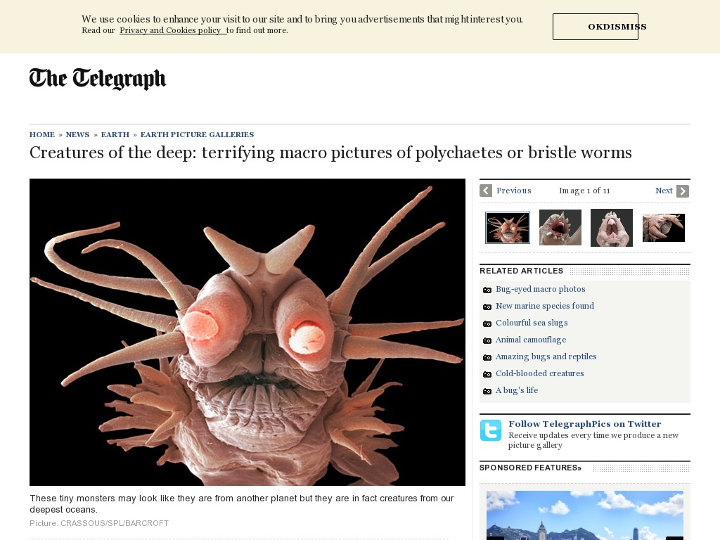 Random link to http://www.telegraph.co.uk/earth/earthpicturegalleries/9093312/Creatures-of-the-deep-terrifying-macro-pictures-of-polychaetes-or-bristle-worms.html